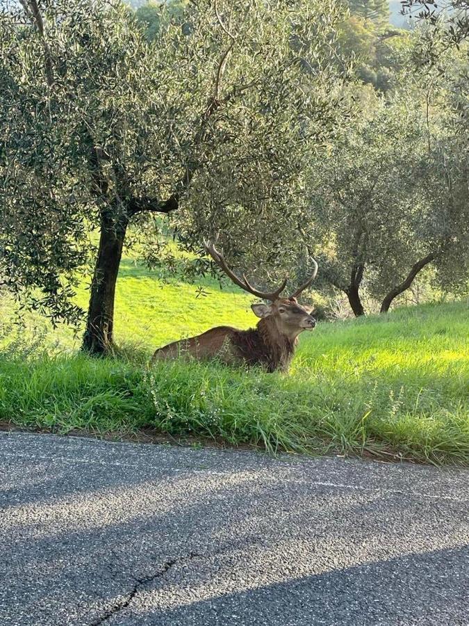 Villetta Mi Il Fabbro Buitenkant foto